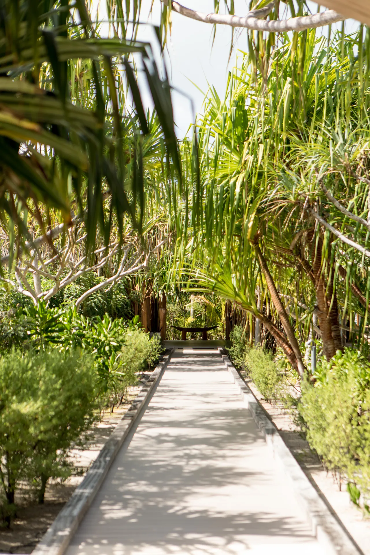 Path through a tropical garden